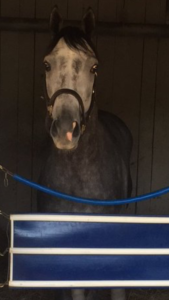 Mohaymen in his Churchill Downs stall