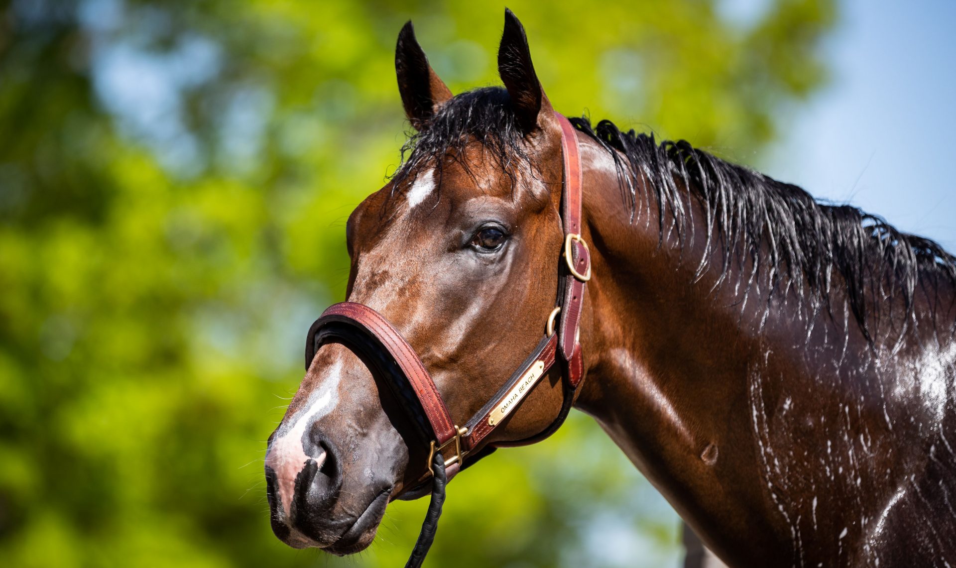 jordan retro 12 international flight