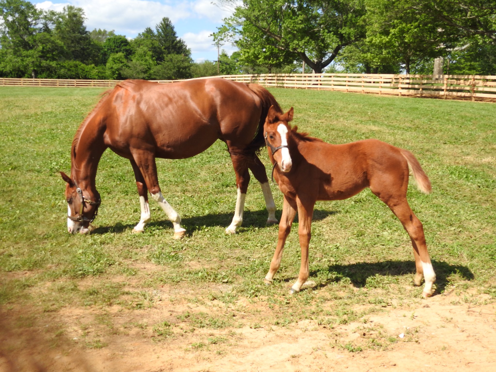 The Jockey Club Releases 2020 Report Of Mares Bred Statistics - Past ...