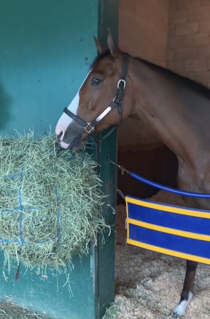 Gamine looks ready for her Breeders' Cup date at Del Mar