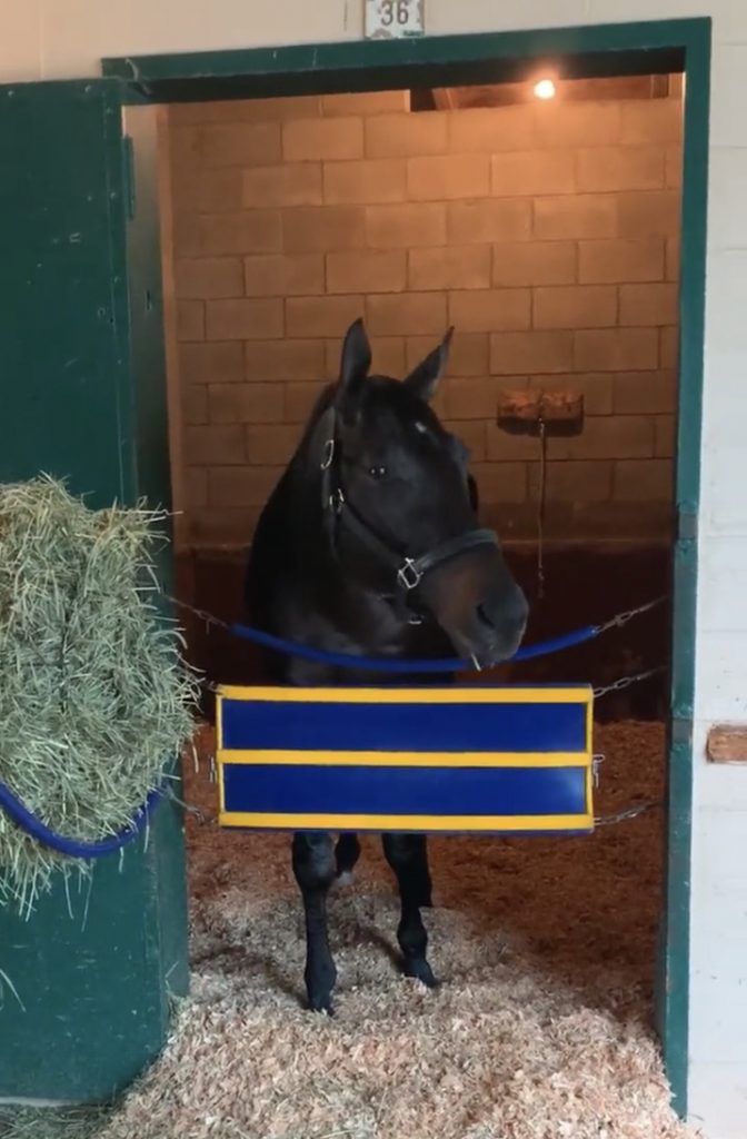 Medina Spirit in his stall ready for the Breeders' Cup Classic
