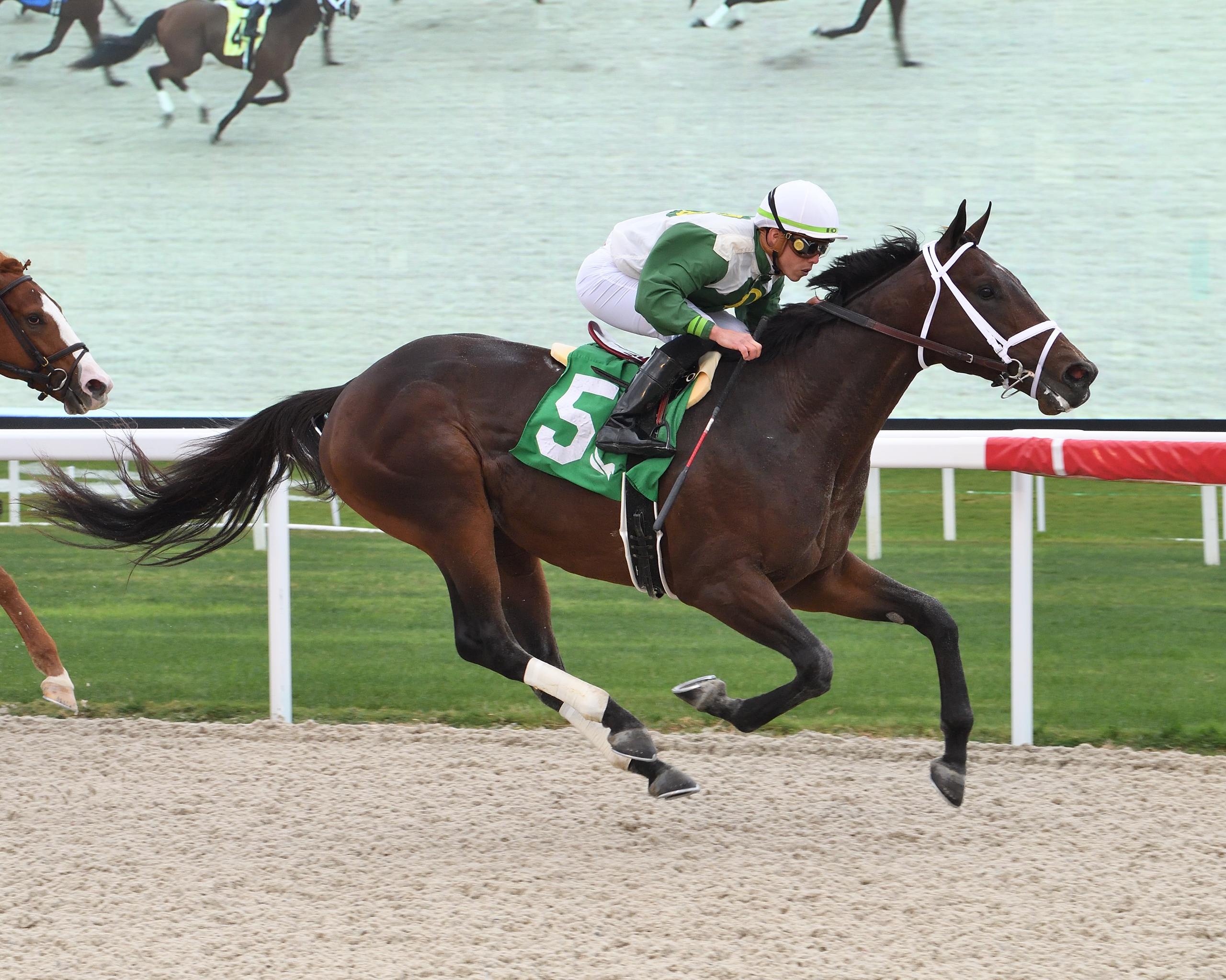 King’s Fortune Makes Turf Debut in $100K Cutler Bay - Past The Wire