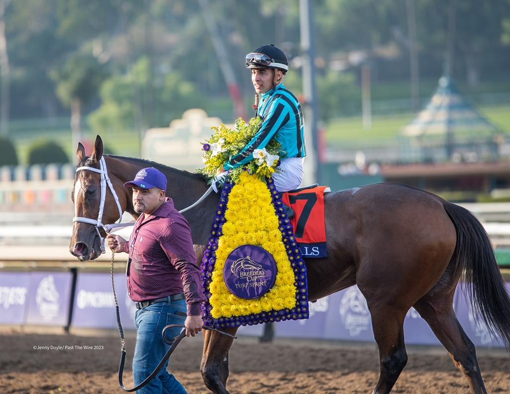 Nobals with Gerardo Corrales aboard with the Breeders' Cup Turf Sprint victory blanket and bouquet. (Jenny Doyle/Past The Wire)2