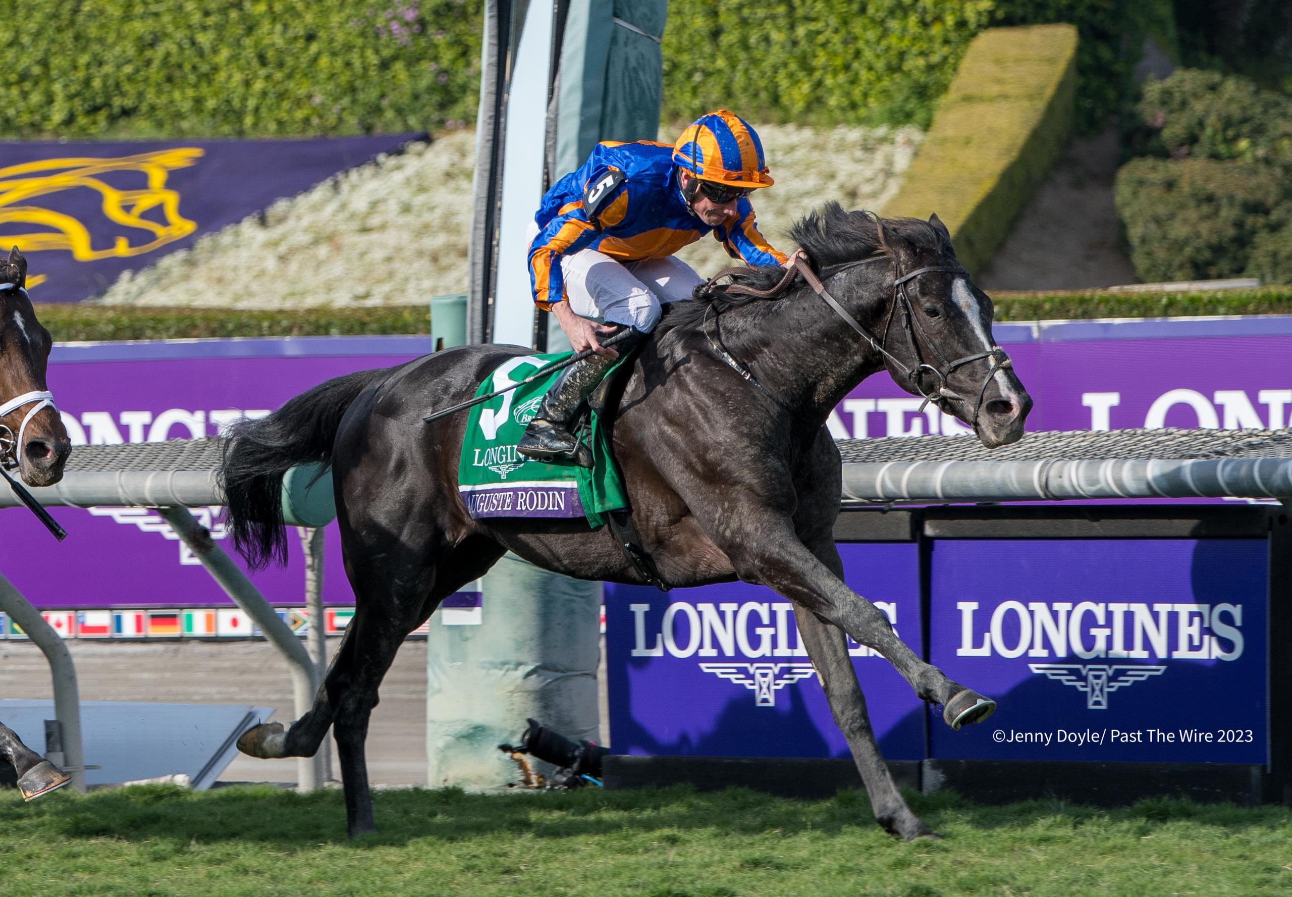 Auguste Rodin Masterful Winner of Breeders Cup Turf Past The Wire