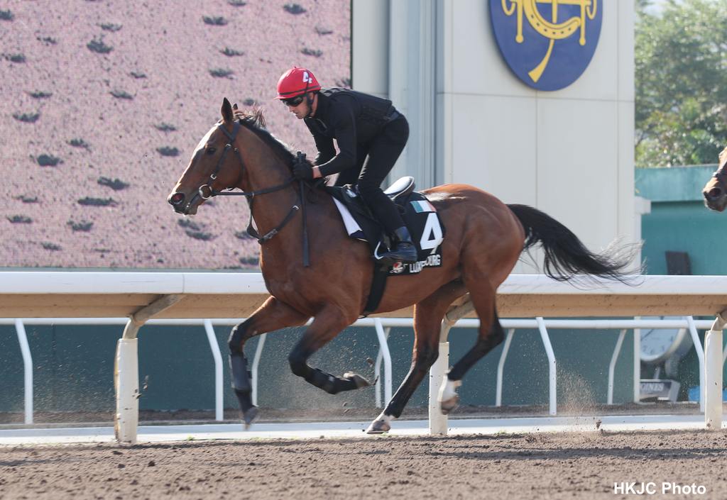 Luxembourg limbering up for his clash with Romantic Warrior. (HKJC photo)