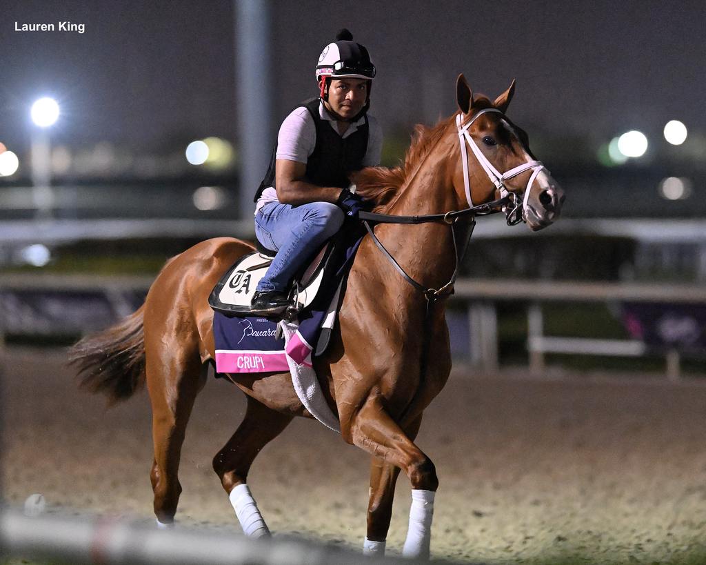 Crupi out on the track today at Gulfstream Park. (Lauren King)
