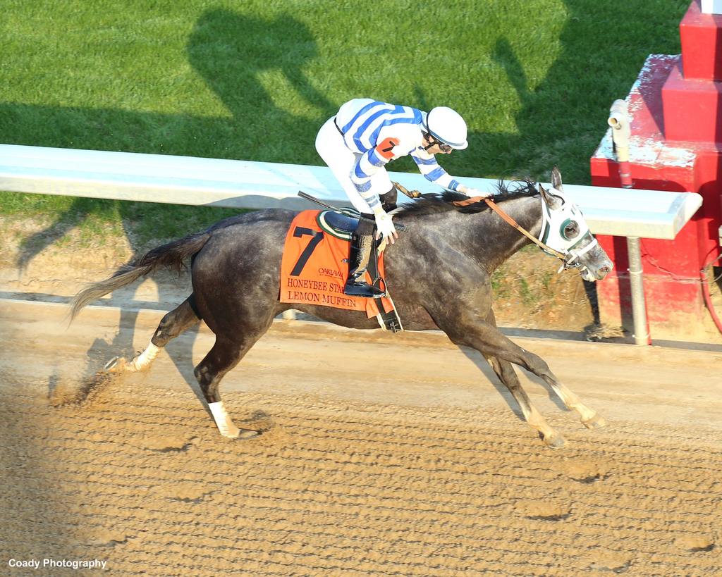 Lemon Muffin rolls to the win and Oaks points in the Honeybee. (Coady Photography)