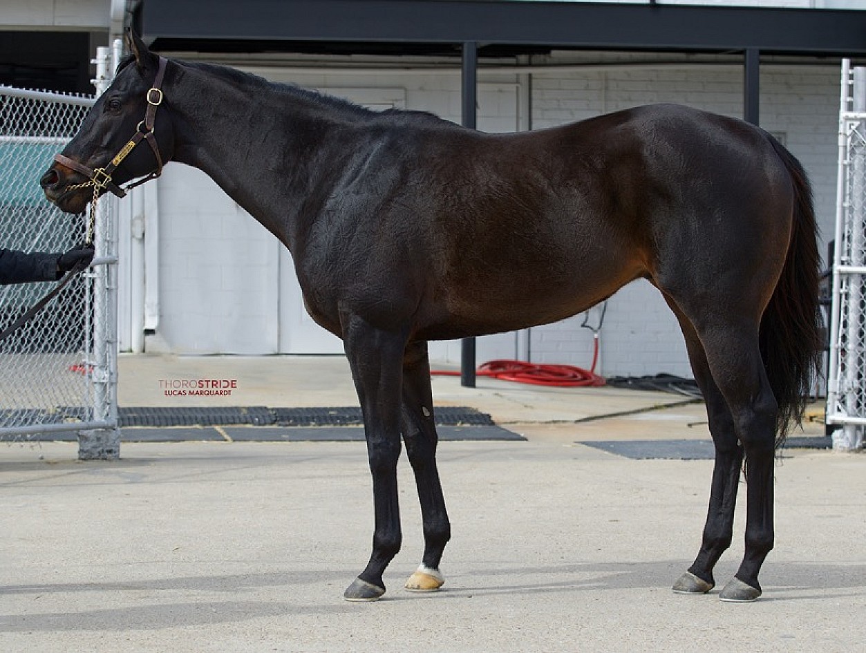 Minnesota Ready Tops Lothenbach Dispersal - Past The Wire