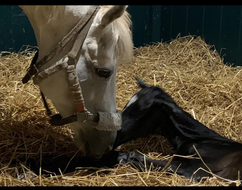 A newly foaled Silver Peak with his dam, Dreamologist, daughter of Tapit. (courtesy LNJ Foxwood)