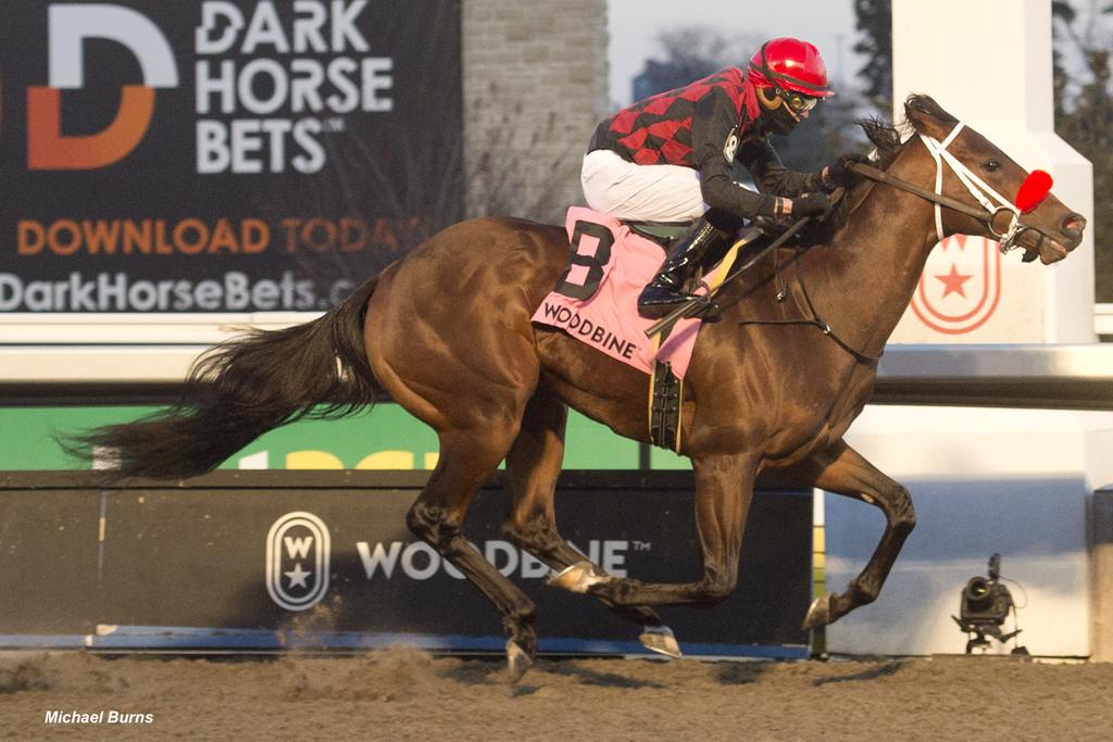 Toronto ON,November 25, 2023.Woodbine Racetrack.Jockey Eswan Flores guides Babbo to victory in the 119th running of the $250,000 dollar Coronation Futurity.Babbo is owned by Lou Tucci and trained by Sid Attard.Woodbine/ Michael Burns Photo