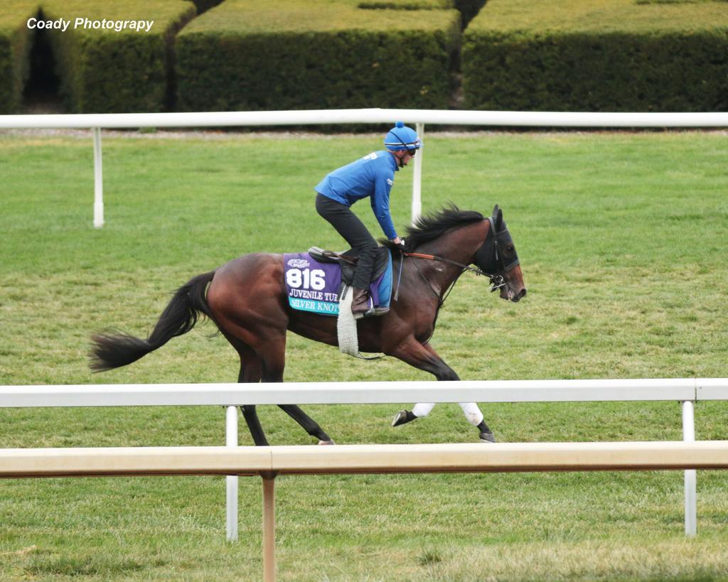 Silver Knott in a gallop at Keeneland in 2022. (Coady Photography)