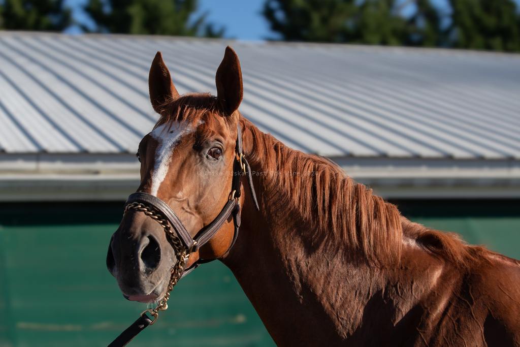 Mugatu enjoying his post work bath. (Anika Miskar/Past The Wire)