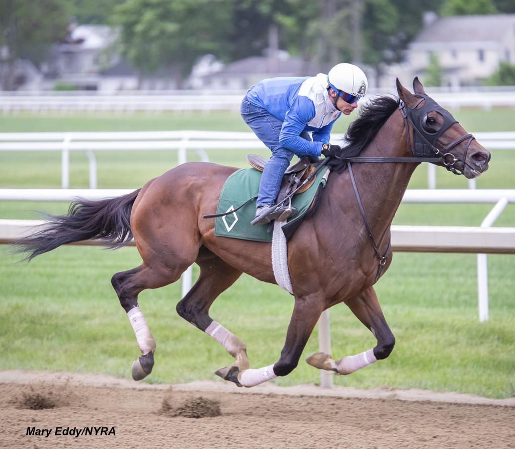 Wood Memorial winner and Derby starter Resilience (6th) getting in a gallop at Saratoga for the Belmont Stakes. (Mary Eddy/NYRA)