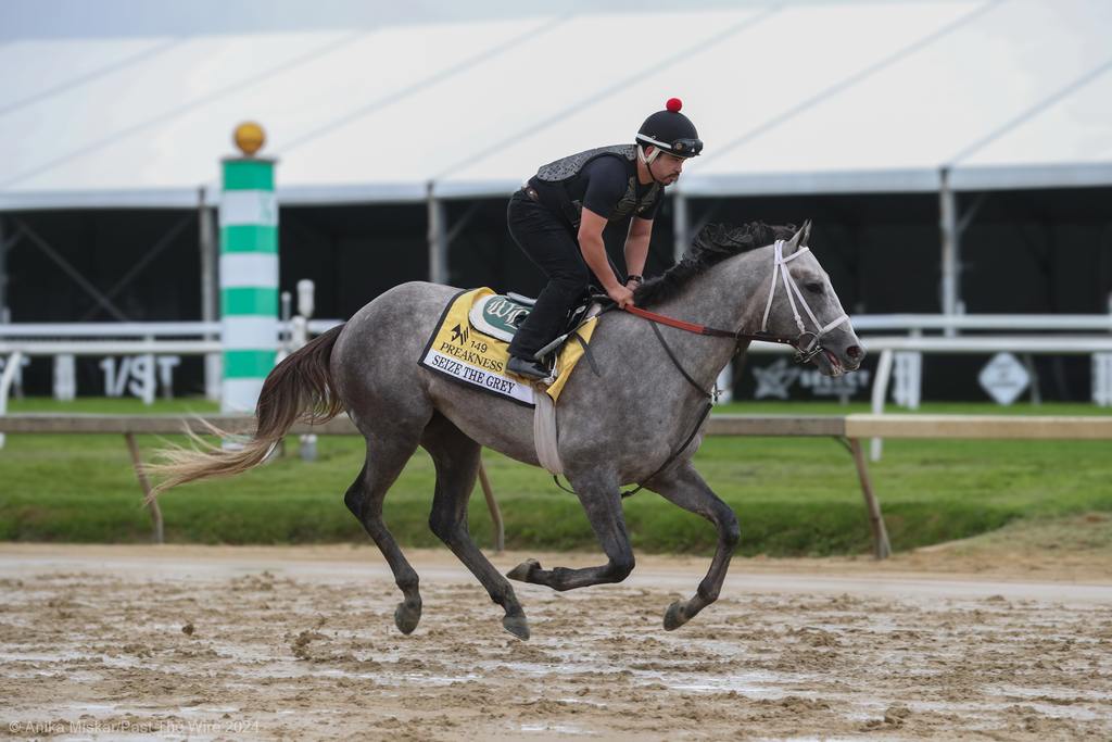 Seize the Gray looking spry on Wednesday morning. (Anika Miskar/Past The Wire)