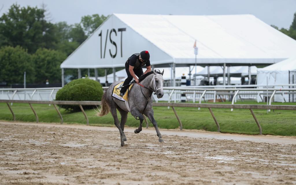 Seize the Grey out for a gallop for The Coach. (Anika Miskar/Past The Wire)