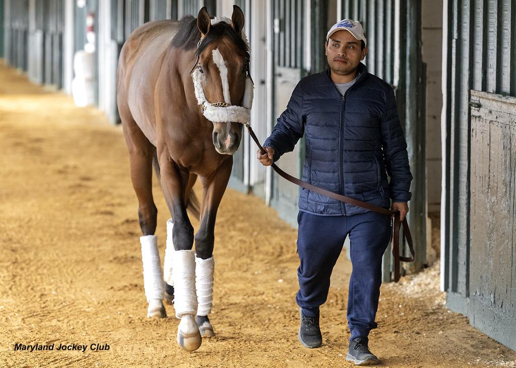 Mystik Dan walking to his stall in the Pimlico Stakes Barn. (Maryland Jockey Club)