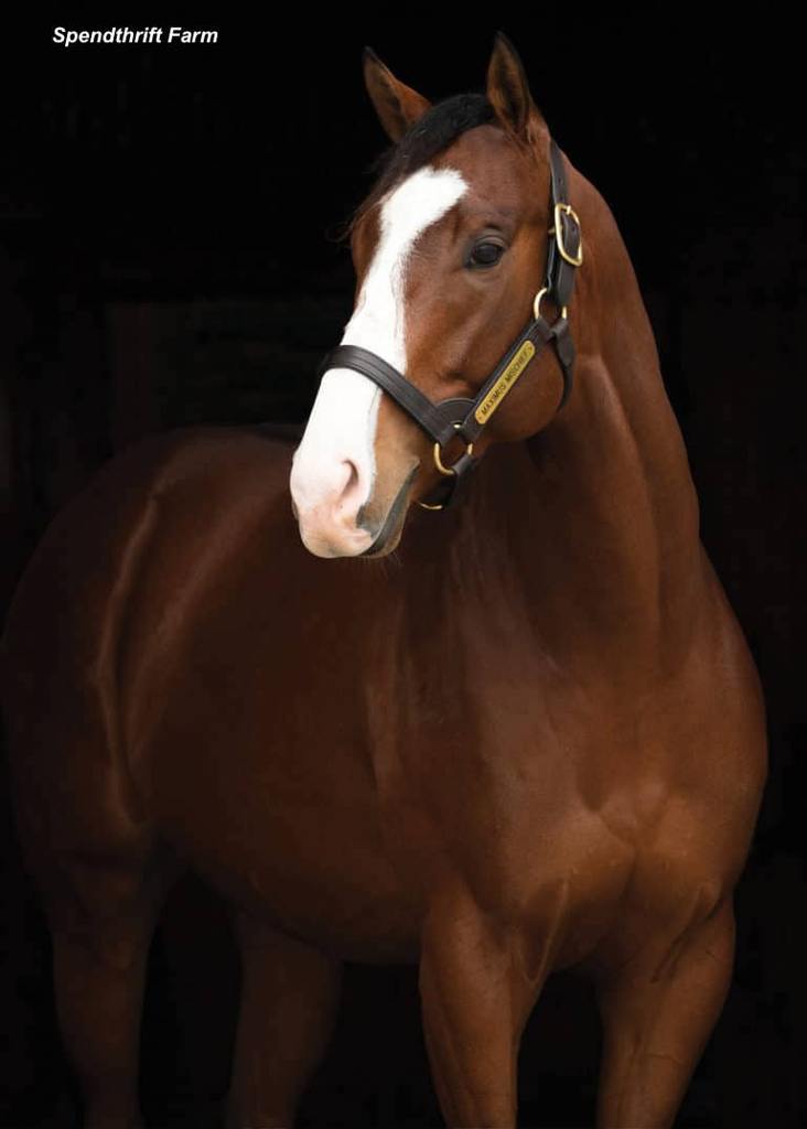 Maximus Mischief is an example of the very successful cross of Into Mischief cross with mares from the Unbridled's Song/Unbridled branch of the Fappiano line. (Spenthrift Farm Photo)