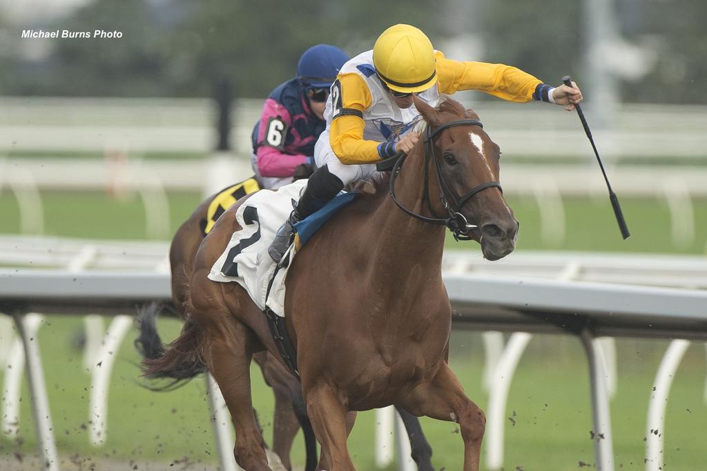 Perfect Lady Bee and Emma-Jayne Wilson winning Thursday's fourth race at Woodbine Racetrack. (Michael Burns Photo)