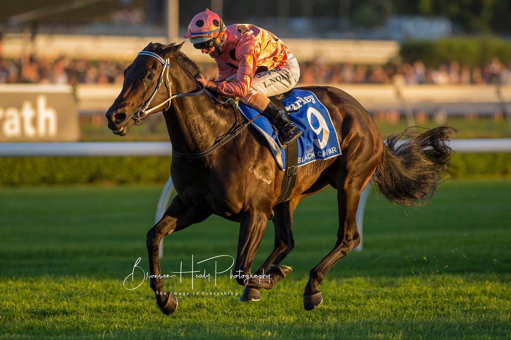 Black Caviar was the Australian Racehorse of the Year and Australian Champion Sprinter in 2011, 2012 and 2013. (Photo courtesy of Bronwen Healy)