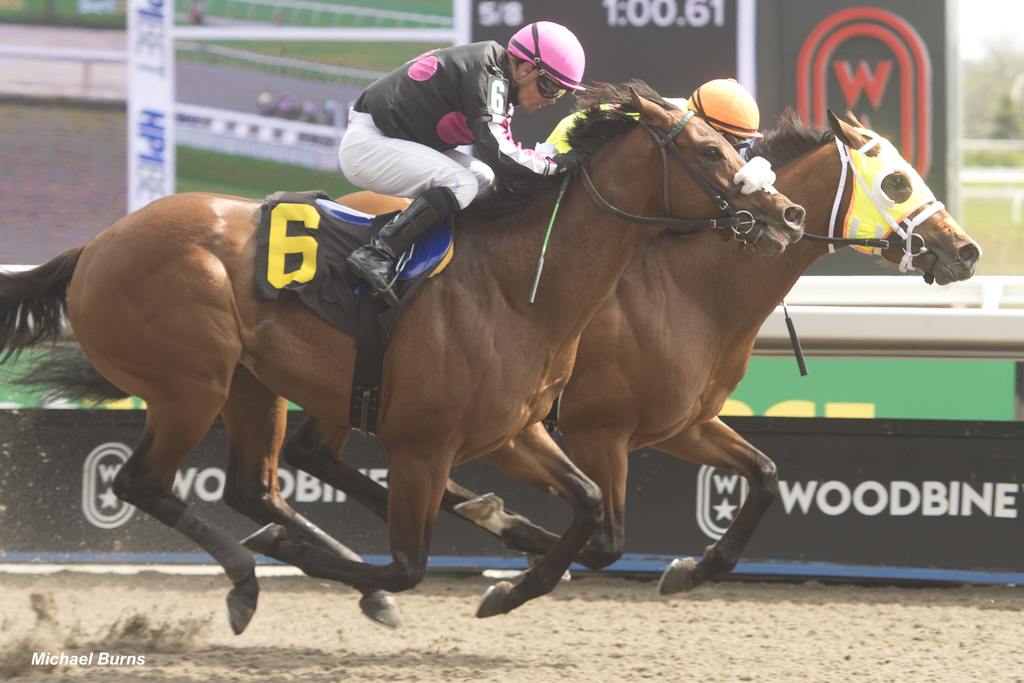 Pierre (Inside) winning Race 5 on May 4, 2024, at Woodbine (Michael Burns Photo)