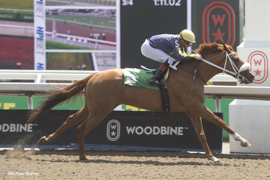 Roar of the Crowd winning Race 1 on May 26, 2024, at Woodbine (Michael Burns Photo)