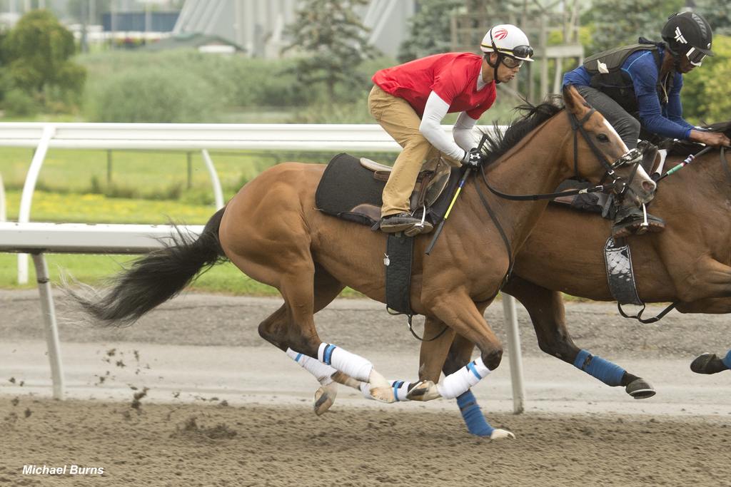 Thor's Cause training at Woodbine (Michael Burns Photo)