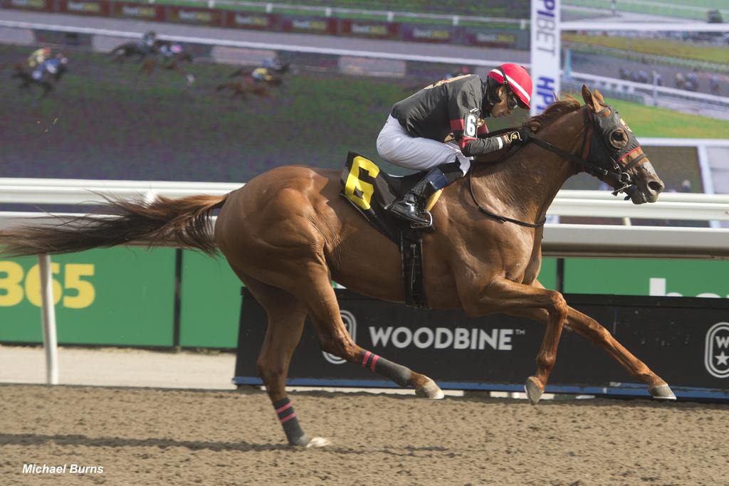 Vitality winning Race 9 at Woodbine on July 19, 2024,. (Michael Burns Photo)