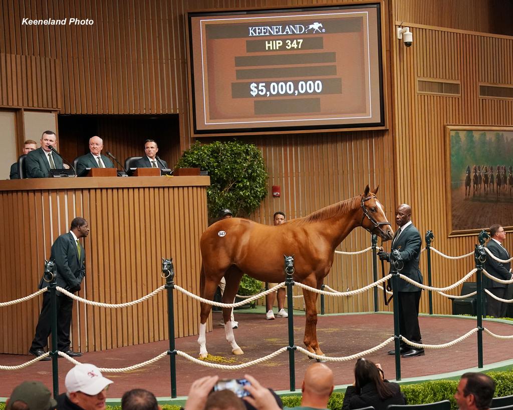 Hip 347, 2024 Keeneland September Sale. (Keeneland Photo)